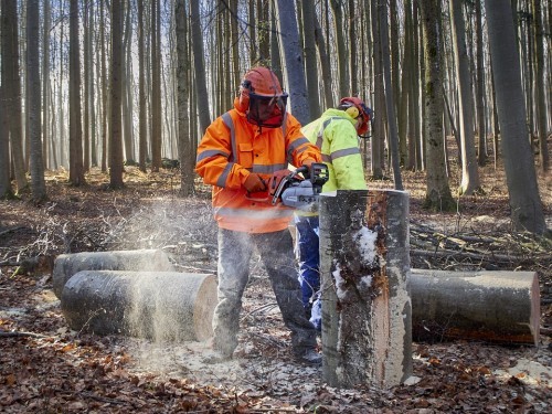 "Sicuramente in bosco": incontro per le imprese forestali